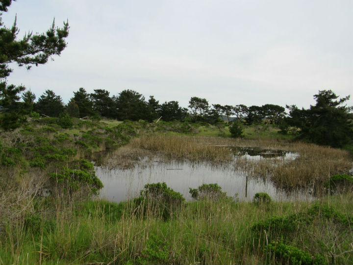 Herp habitat